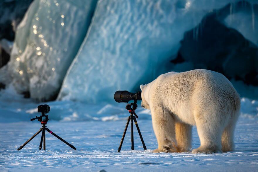 These Are The Finalists Of The Comedy Wildlife Photography Awards