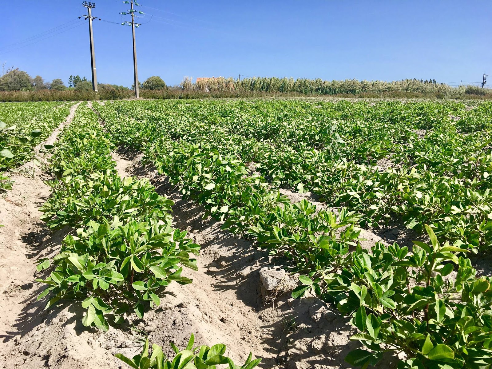 Cultivo de amendoim Plantas aromáticas, medicinais