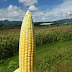 Elotes robustos logra Agricultura Sustentable en Tangamandapio