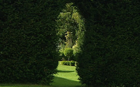Photinia X Fraseri Red Robin Korallberkenye Hedging Plants