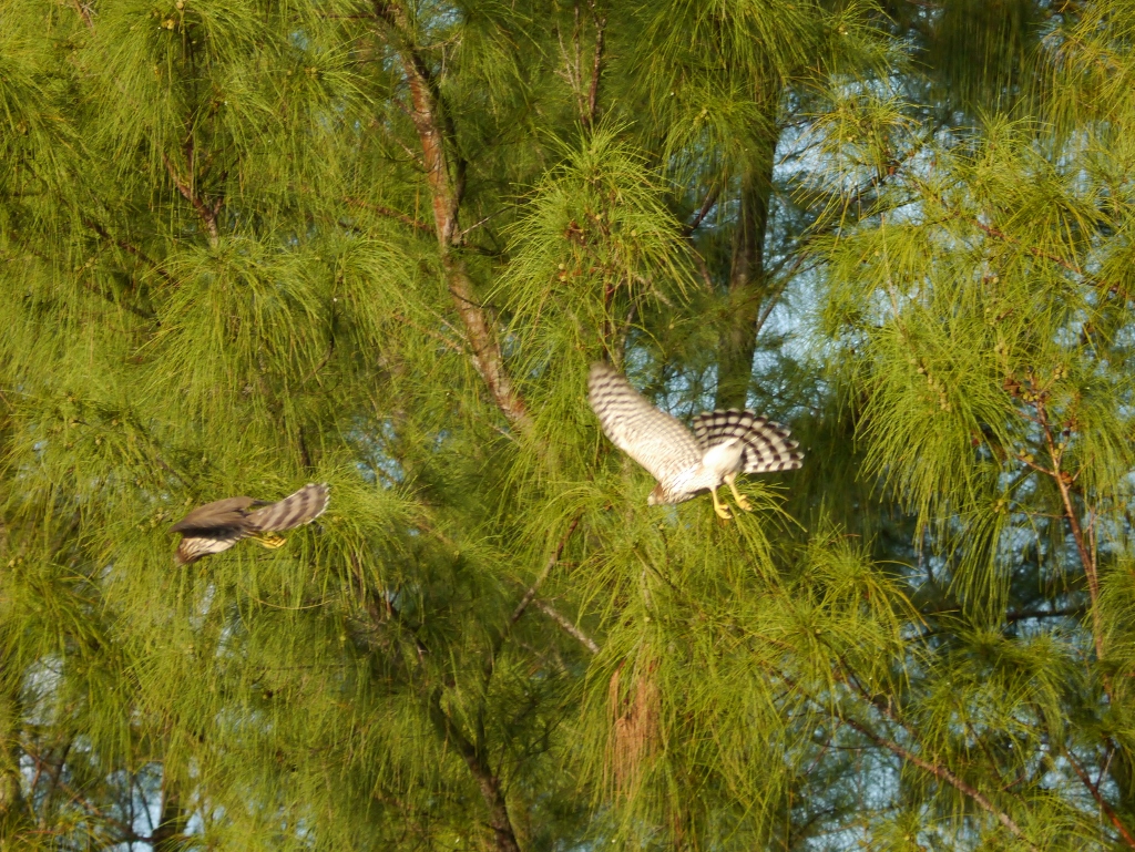 red-shouldered-hawk red-shouldered-hawk