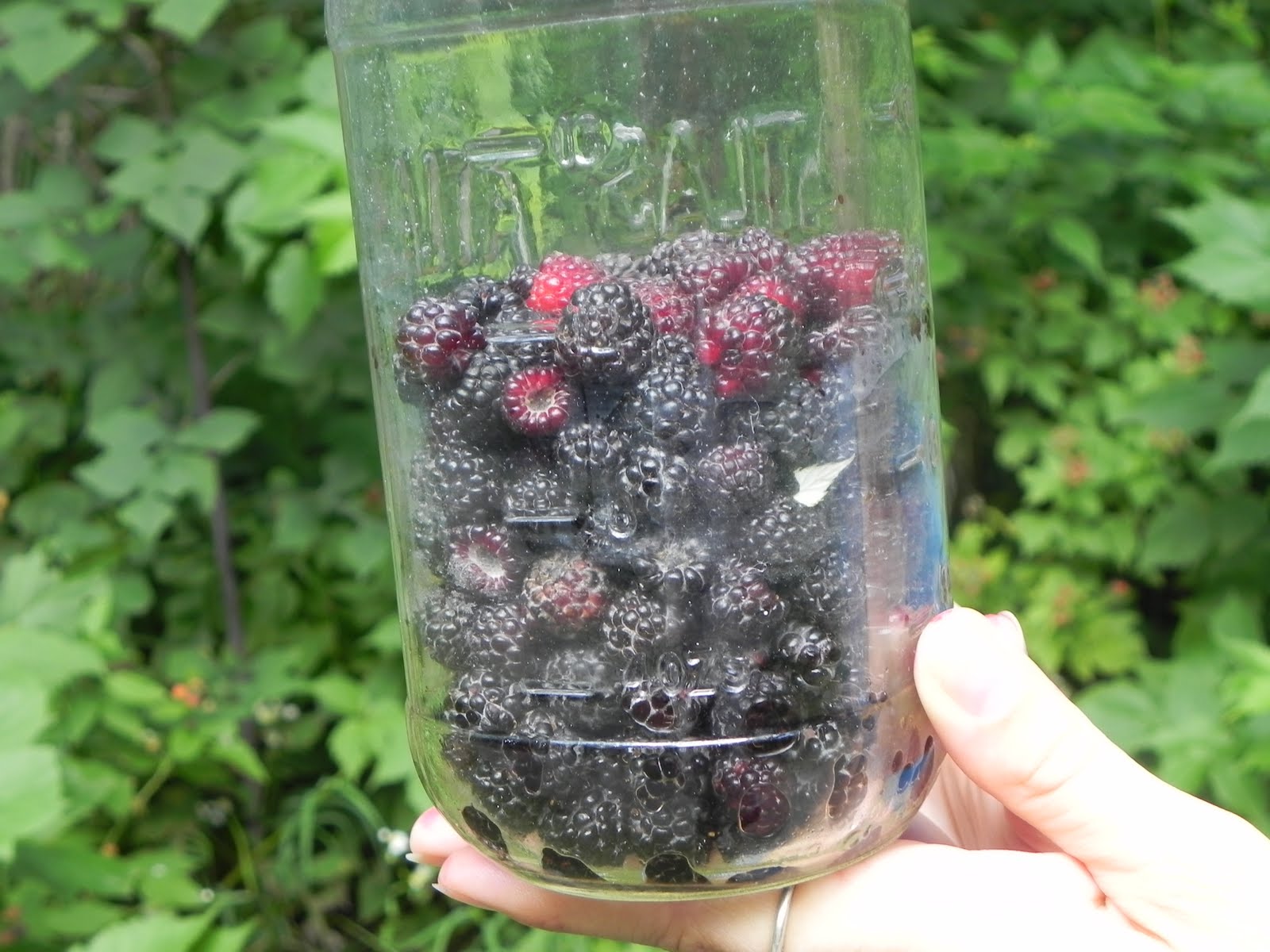 Flexitarian Writer Black Raspberries & Urban Foraging