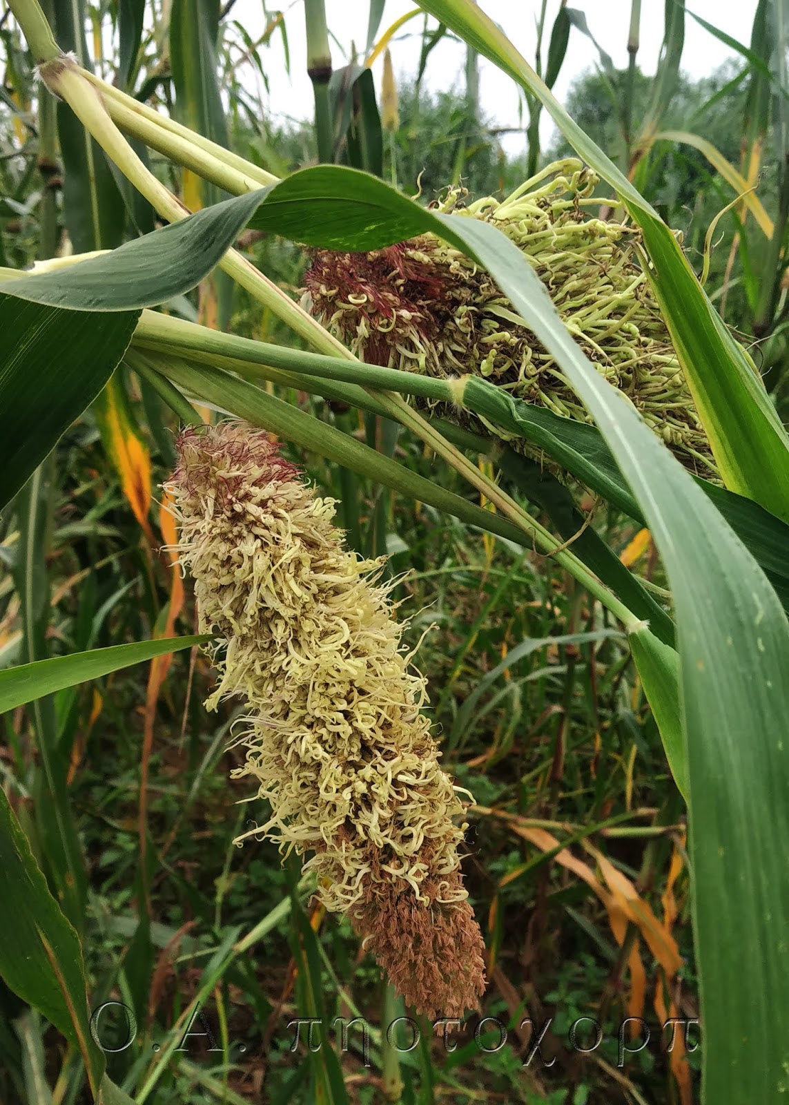 Diseases of pearl millet