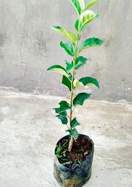 tanaman apel hijau bibit buah manalagi pohon malang lokal Pakisjaya