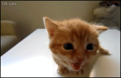 Cute Kitten GIF • Ginger kitty meowing and crying sadly. Poor baby he's lost, he needs her Mom Cute Kitten GIF • Ginger kitty meowing and crying sadly. Poor baby he's lost, he needs her Mom