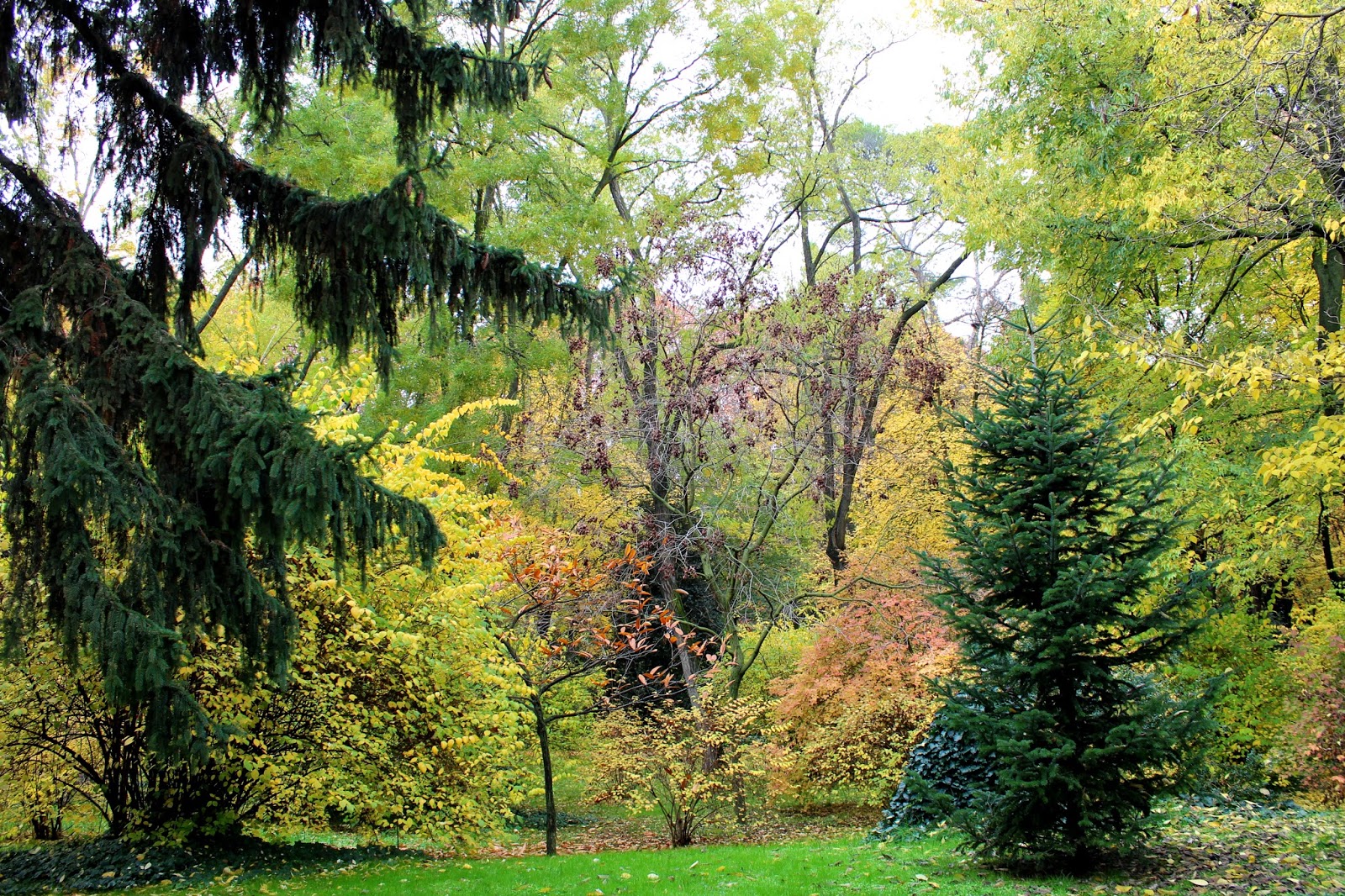 Arces, tilos y abetos en los jardines del Campo del Moro en Madrid