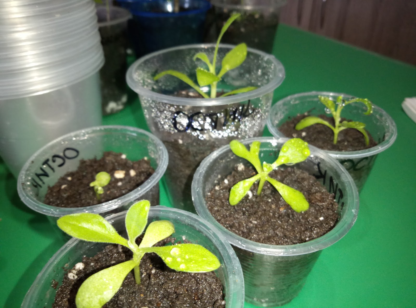 росток каннабиса. семядольные листья у перца. клеома росток. первые ростки редиски. что такое семядоли у рассады огурцов.