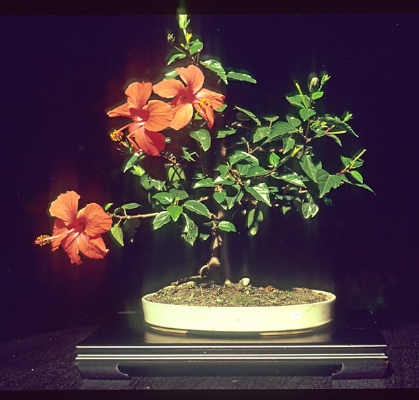 Walter Pall Bonsai Adventures Hibiscus 1