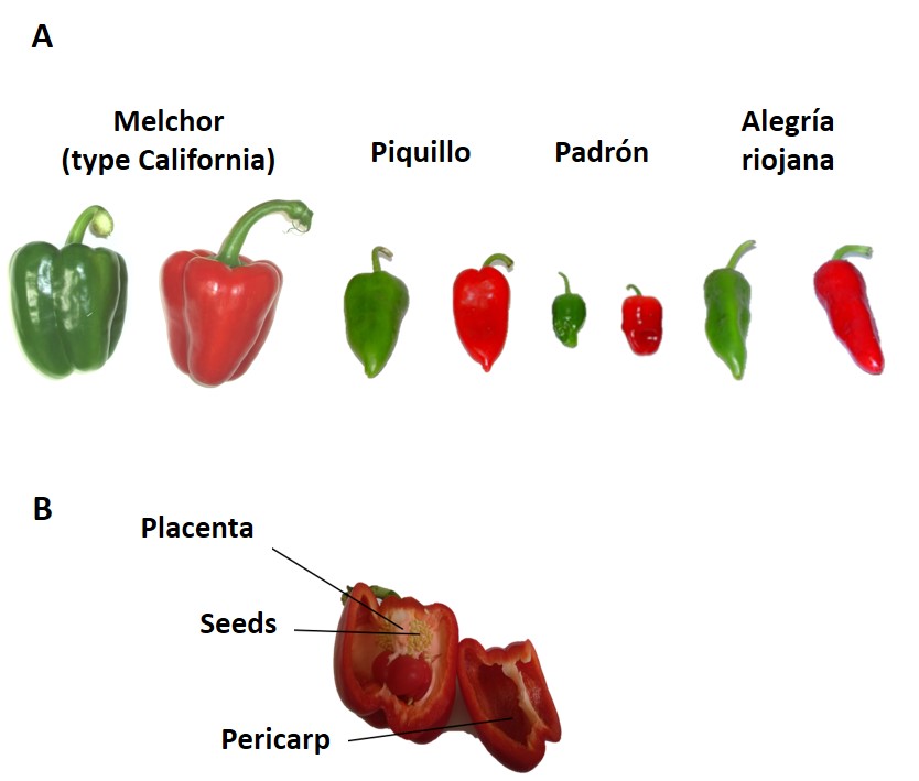 Do peppers dream of medicine? Conocemos más sobre los pimientos