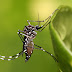Cresce número de cidades do Paraná em epidemia de dengue