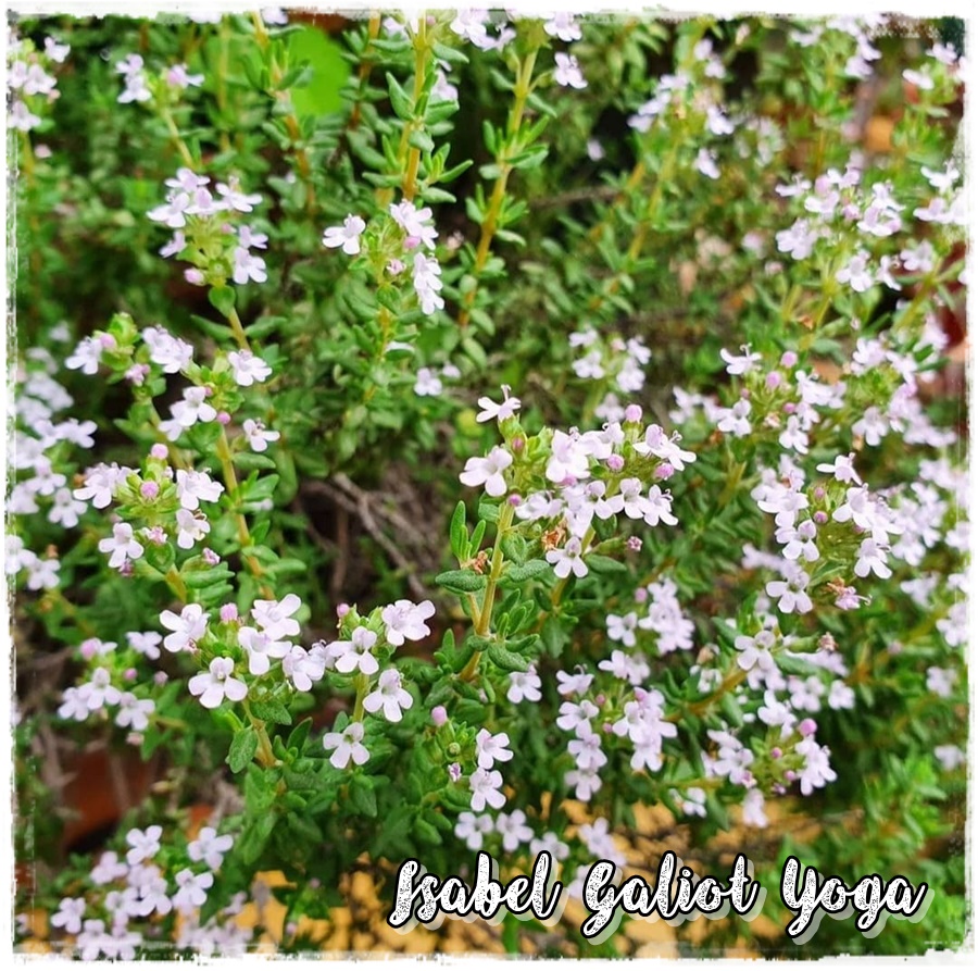 El Cuaderno de Campo: Mi jardín adaptado al bajo consumo de agua