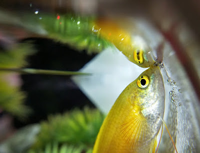 male honey gourami protecting his bubble nest of newly laid eggs