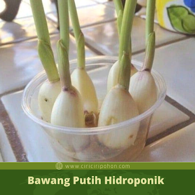 Cara Menanam Bawang Putih Dengan Hidroponik Yang Anti Gagal