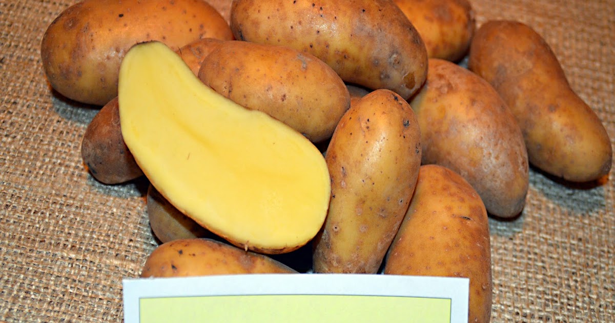 Calluna Magazin 2018