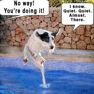 The teach Zone: Funny dog videos, puppies, dog training ... The teach Zone: Funny dog videos, puppies, dog training ...