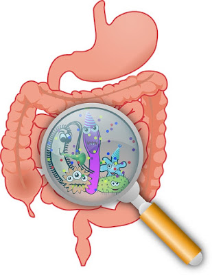 Imagen que recoge el dibujo de un aparato intestinal y, en efecto de lupa, bacterias de la microbiota intestinal