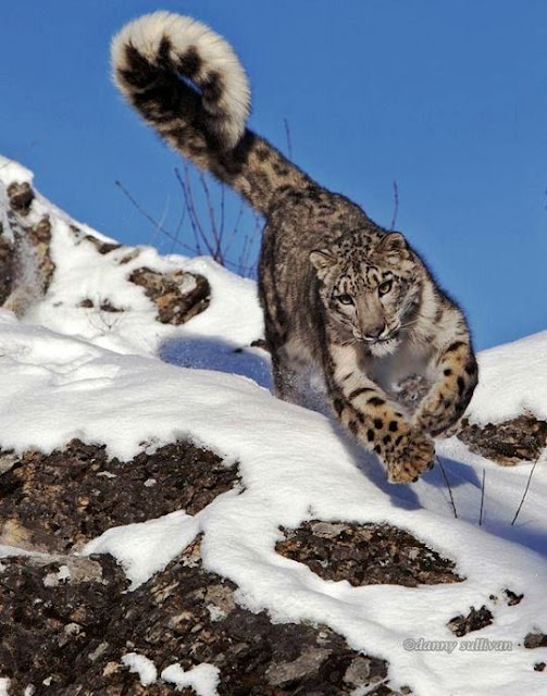 AI: How Can We Conserve Endangered Snow Leopards In Pakistan Using
