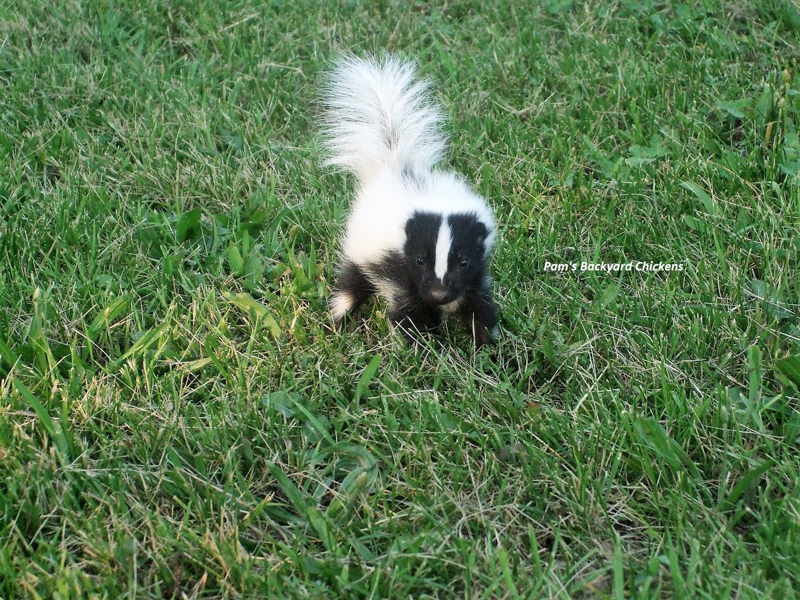 Pam's Backyard Chickens Do Skunks Eat Chickens?