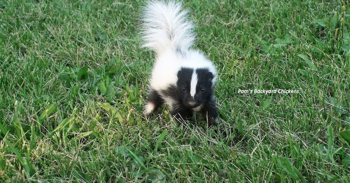 Pam's Backyard Chickens Do Skunks Eat Chickens?