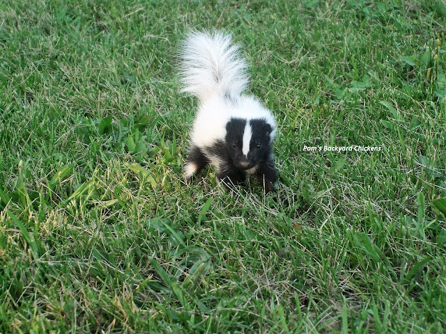 It's mating time for skunks and their smell permeates the air. With these critters at the forefront, many wonder do skunks eat chickens?