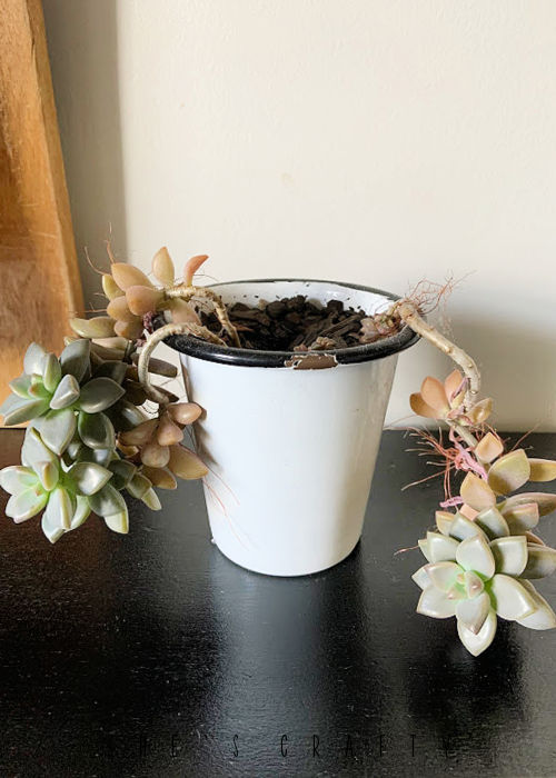 Double-Duty Mini Succulent Planter - from Halloween to