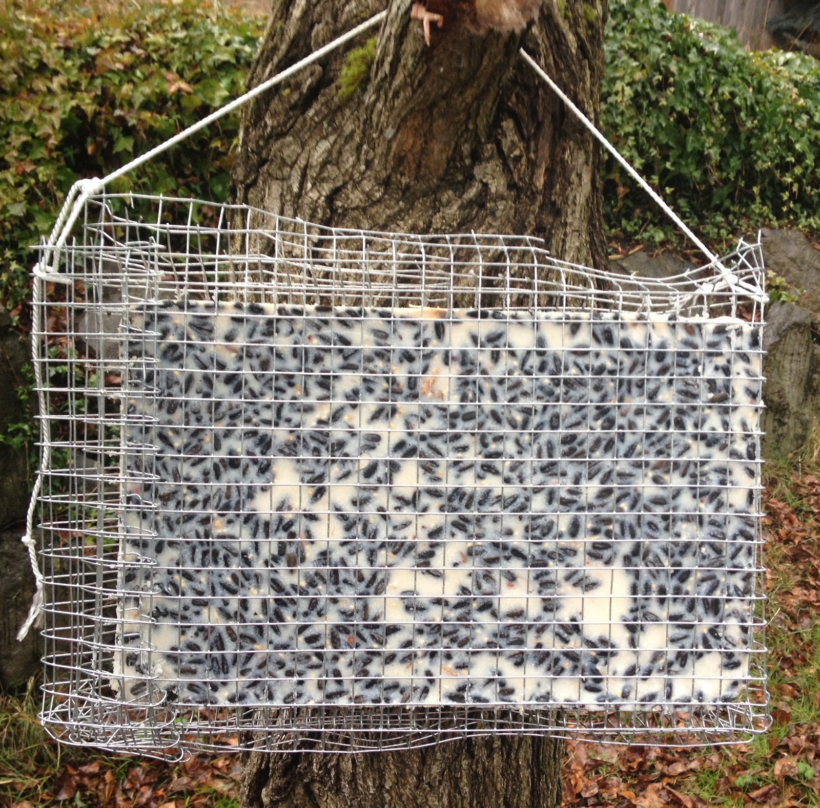 The Curmudgeonly Housewife DIY/Make your own suet bird feeder