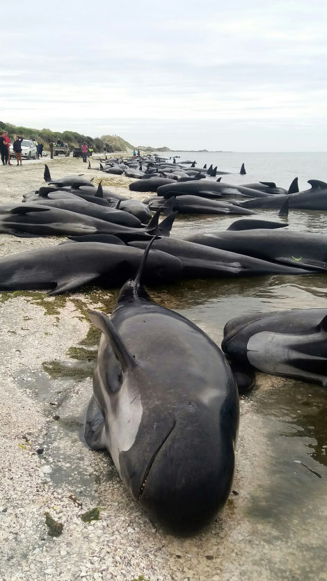 Hundreds of Whales Are Dead Following a Horrific Mass Stranding in New Zealand