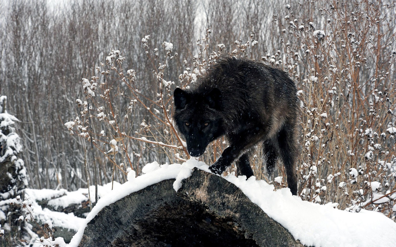 White Wolf Saving The Wolves Michigan Indians Fight Wolf Hunt white-wolf-saving-the-wolves-michigan-indians-fight-wolf-hunt