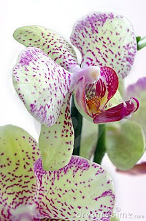 orquidea-amarilla-y-jaspeado-morado