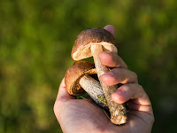 Mau Tau Cara Memilih Bibit Jamur Yang Berkualitas? Begini Caranya