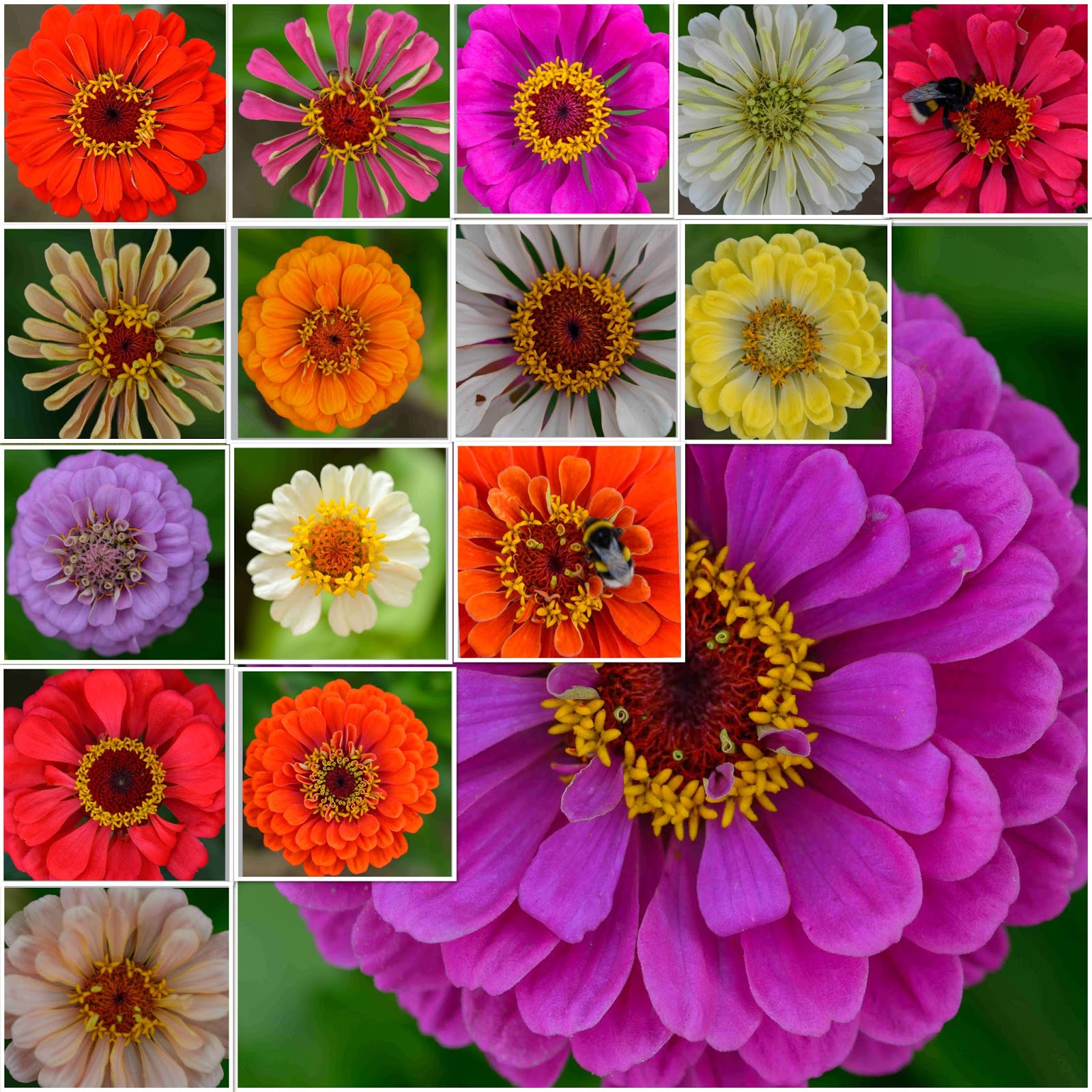 Sibylle's Blog Plant of the Month Zinnia elegans