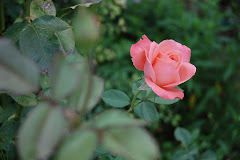 Rosa del Convento de Calatayud