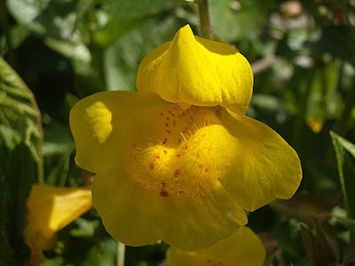 Common Monkey Flower: photo by Cliff Hutson