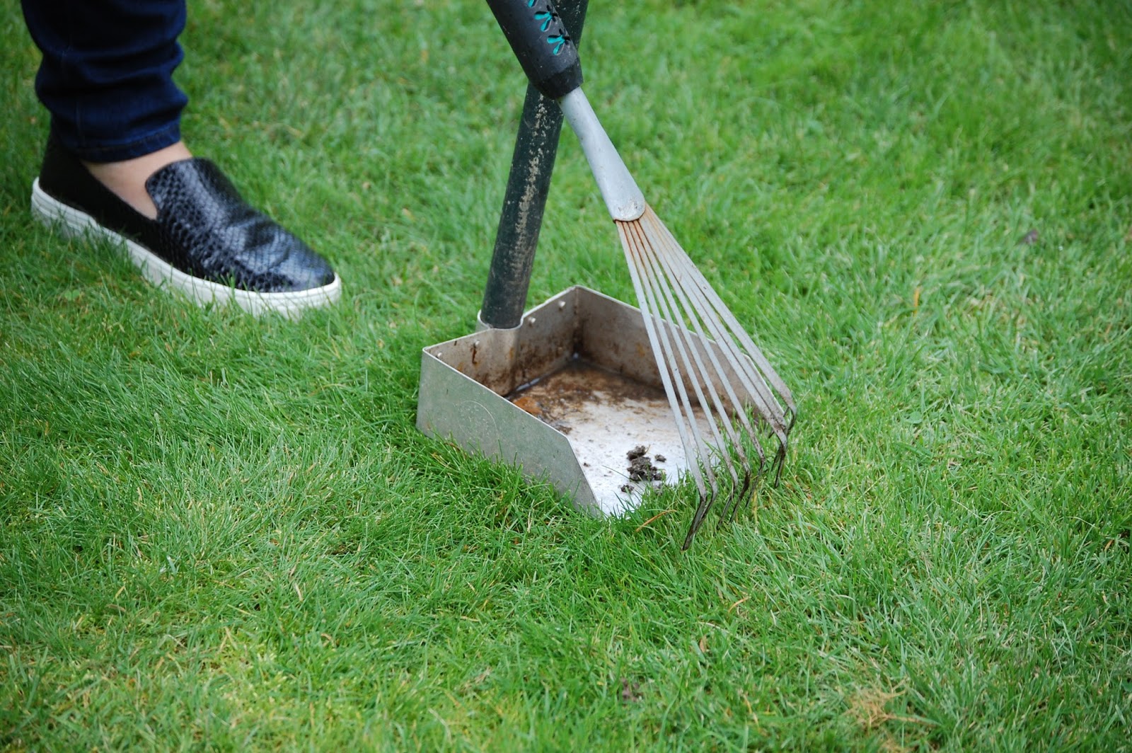 Urban Chicken Whisperer Pooper Scooper The Dark Side of Chicken