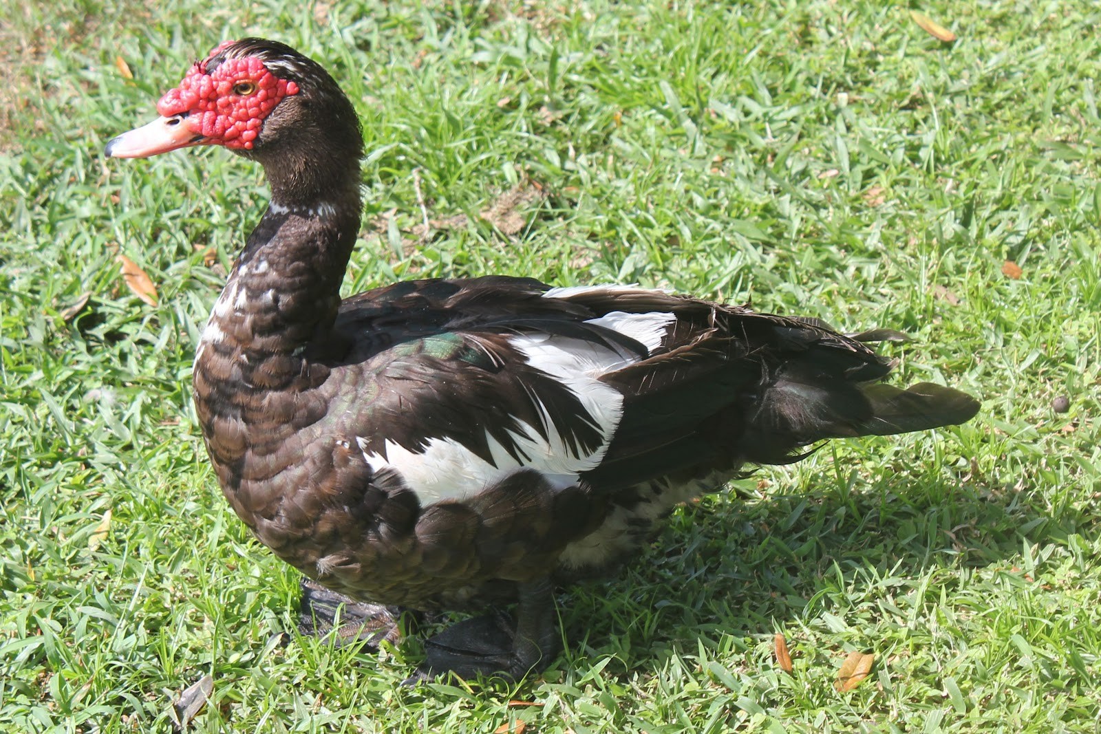 Muscovy Duck - Florida Duck Identification