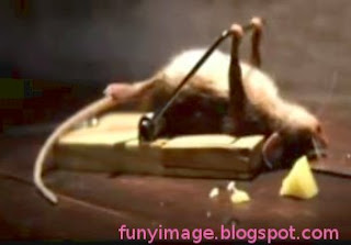 Funny mouse weight lifting