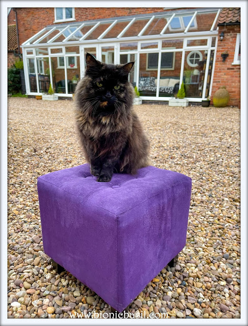 Pandora's Purrple Pouffe Selfie ©BionicBasil®The Sunday Selfies