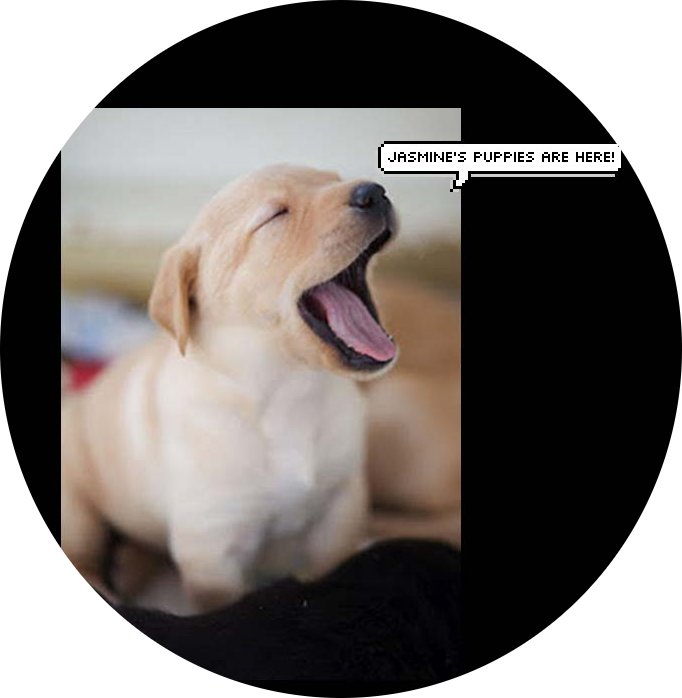 ECAD PUPPIES visual data 2