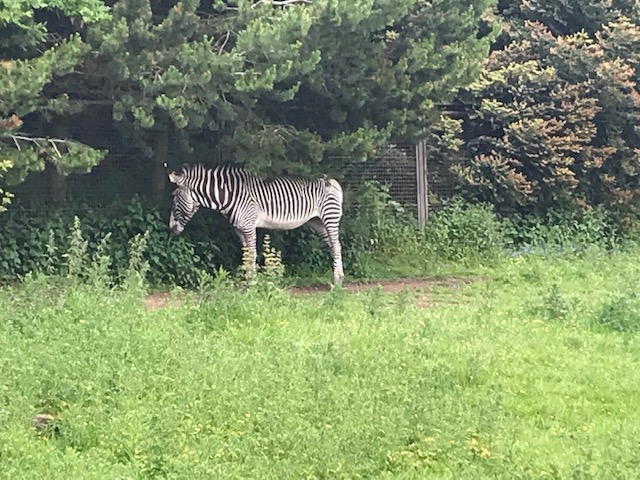 Edinburgh Zoo, Zoo, Zebra