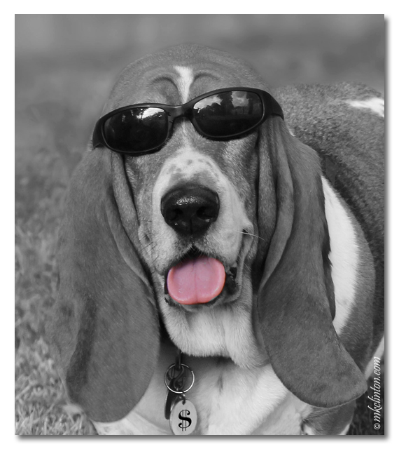 Bentley Basset Hound in Black & White with pink tongue