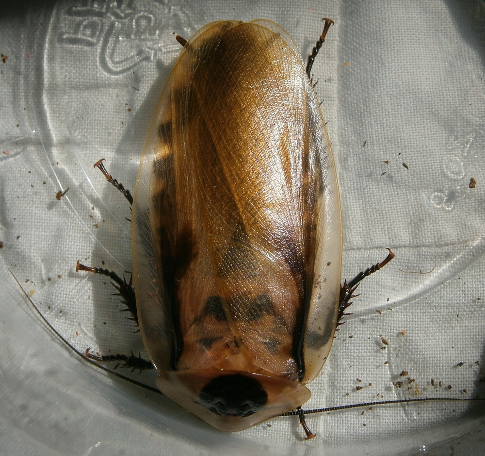 Hisserdude's Roaches B.venez%25236