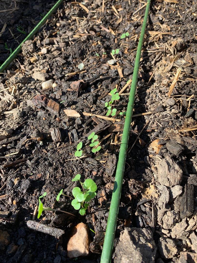 WashingtonGardener Fenton Friday Kale Sprouting