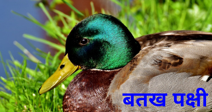 duck bird essay in hindi language