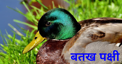 Duck Bird In Hindi Duck In Hindi