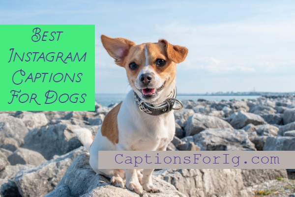 180+ *LOVELY* Instagram Captions For Dogs/Cats 2021 - Captions For IG