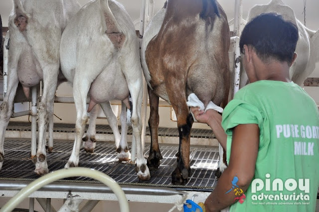 JSJ Goat Farms in Gerona Tarlac