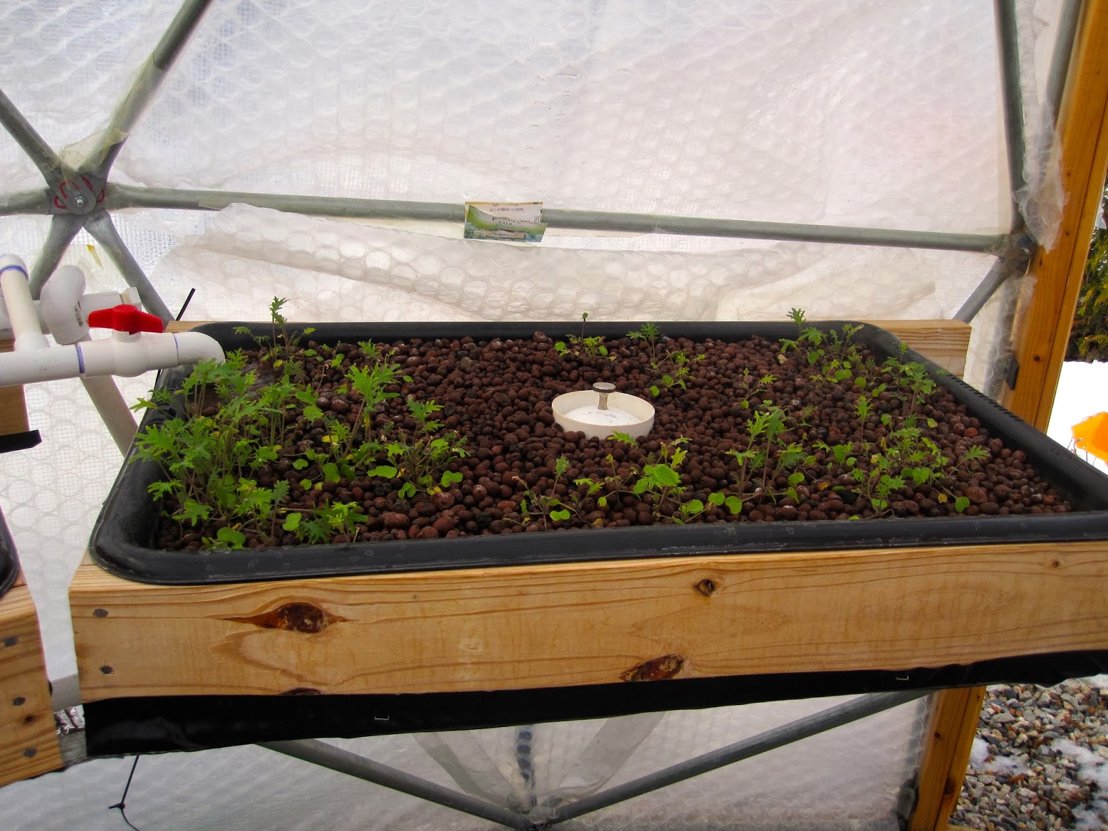 Aquaponic Gardening: Update 2/23/14