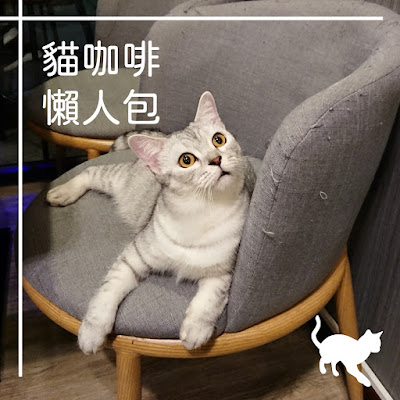 全台灣貓咪咖啡廳懶人包