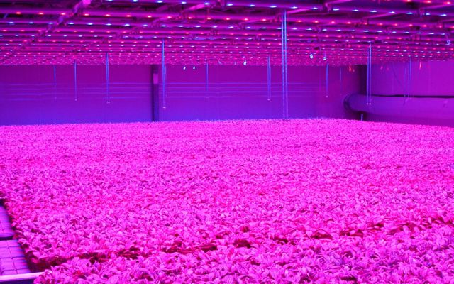 indoor farming