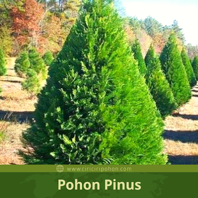 Ciri Ciri Pohon Pinus